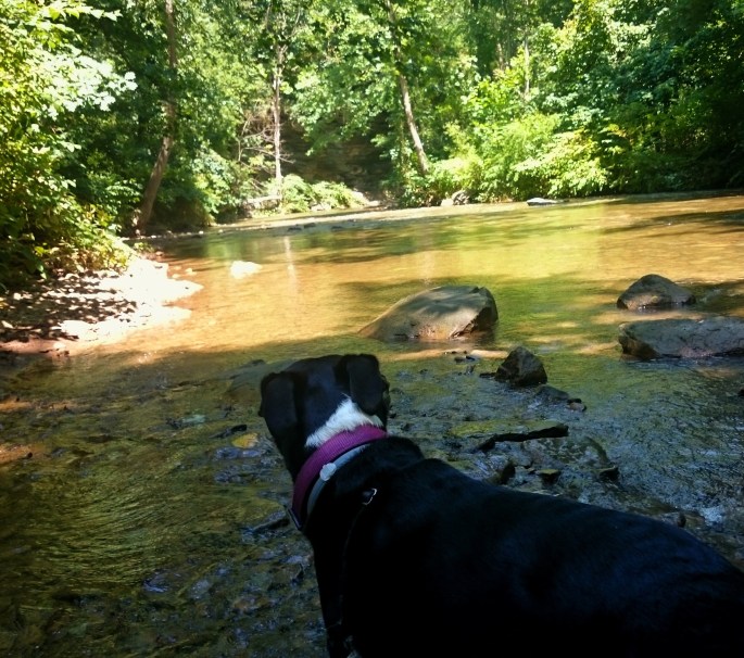 Montour Woods Conservation Area Hollow Oak Lands Trust