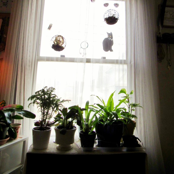 house plants