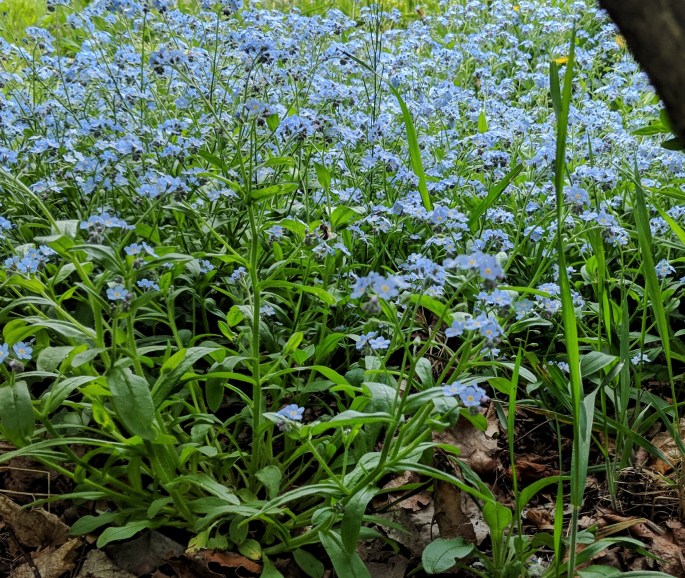 Forget me nots