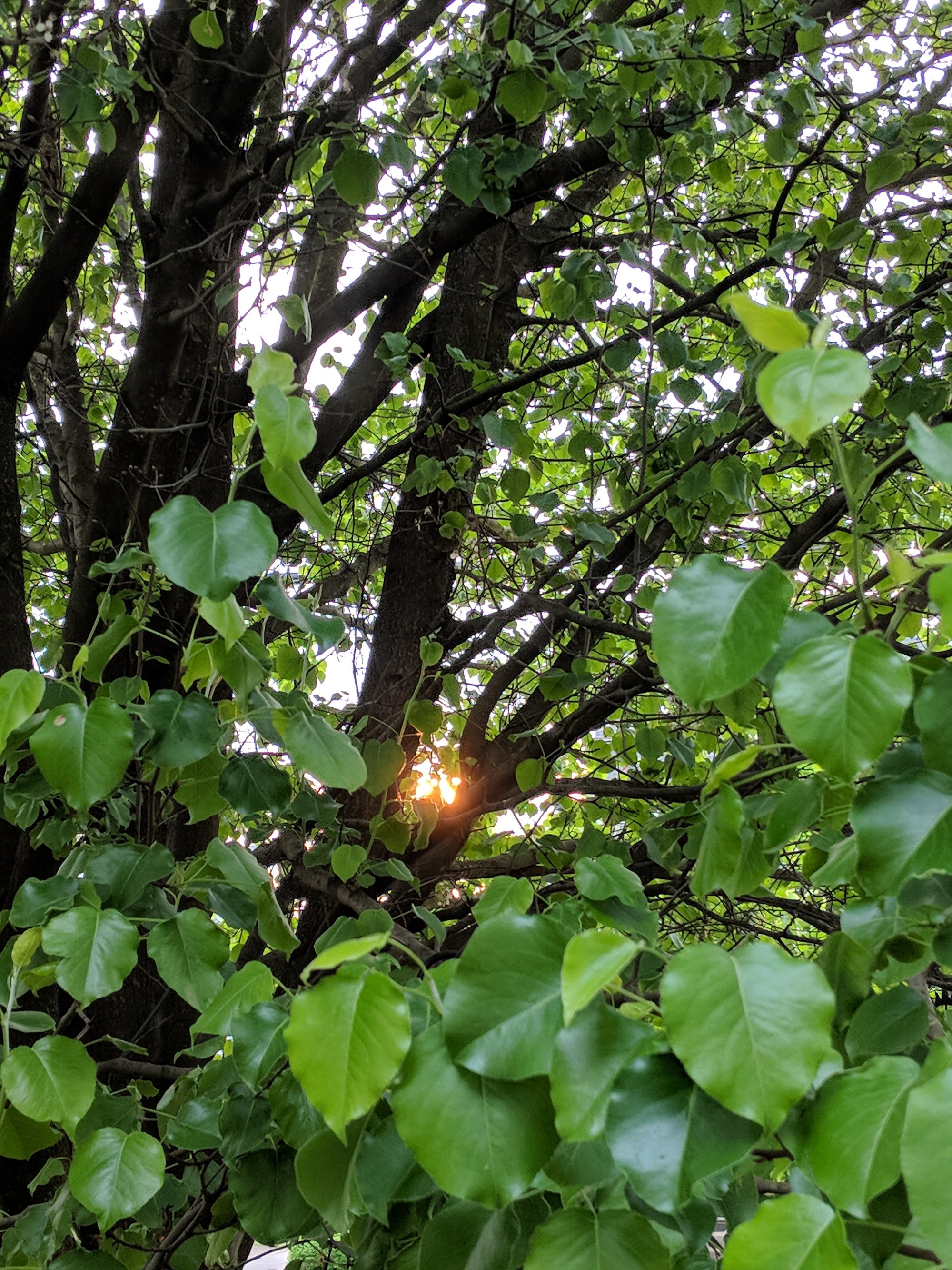 Light through the trees
